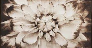 phiala wall art 111141